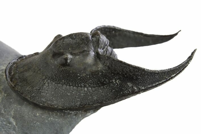 Enrolled Scotoharpes Trilobite - Boudib, Morocco #312387